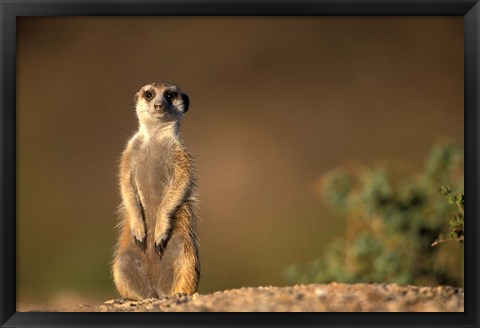 Framed Namibia, Keetmanshoop, Meerkat, mongoose standing up, Namib Desert Print