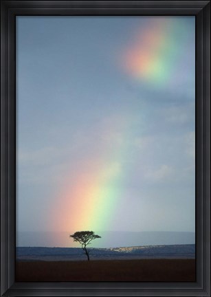 Framed Rainbow Forms Amid Rain Clouds, Masai Mara Game Reserve, Kenya Print