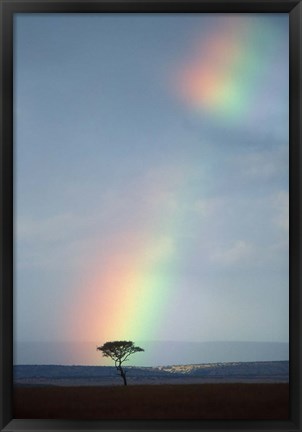 Framed Rainbow Forms Amid Rain Clouds, Masai Mara Game Reserve, Kenya Print