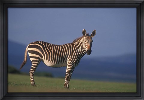 Framed Rare Cape Mountain Zebra, South Africa Print