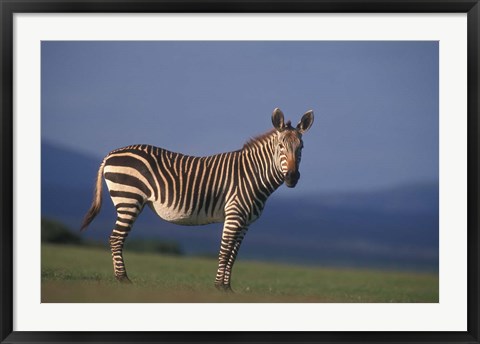 Framed Rare Cape Mountain Zebra, South Africa Print