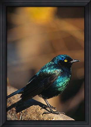 Framed Namibia. Lesser Blue-eared Glossy Starling bird Print