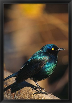 Framed Namibia. Lesser Blue-eared Glossy Starling bird Print