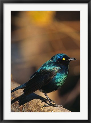 Framed Namibia. Lesser Blue-eared Glossy Starling bird Print