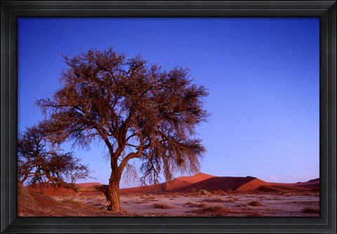 Framed Namibia, Namib Naukluft NP, Sossusvlei desert, Tree Print