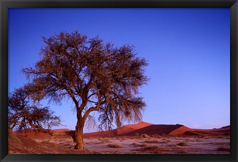 Framed Namibia, Namib Naukluft NP, Sossusvlei desert, Tree Print