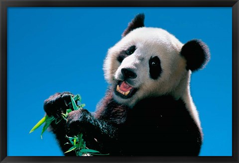 Framed Panda Eating Bamboo, Wolong, Sichuan, China Print