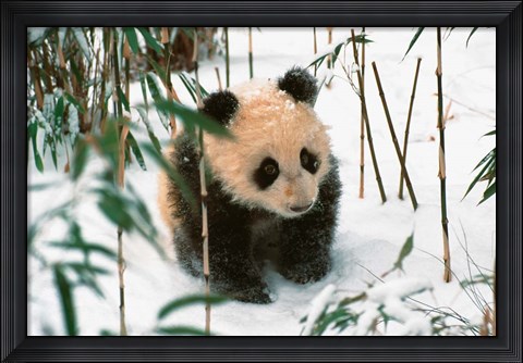 Framed Panda Cub on Snow, Wolong, Sichuan, China Print