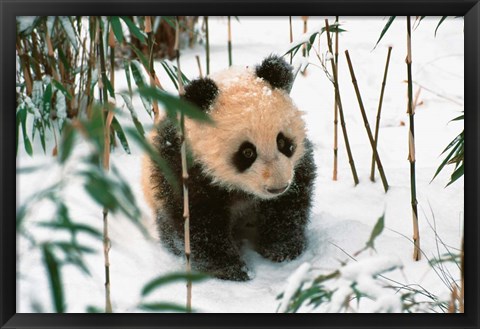 Framed Panda Cub on Snow, Wolong, Sichuan, China Print