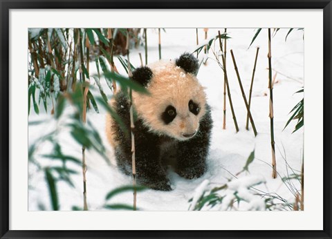 Framed Panda Cub on Snow, Wolong, Sichuan, China Print