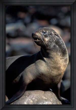 Framed Namibia, Cape Cross Seal Reserve, Fur Seal Print