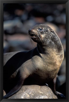 Framed Namibia, Cape Cross Seal Reserve, Fur Seal Print