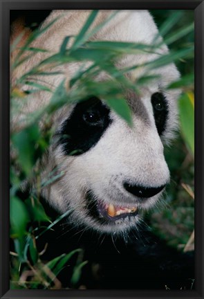 Framed Panda, Wolong, Sichuan, China Print