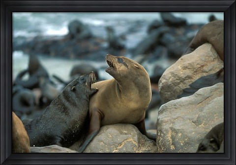 Framed Namibia, Cape Cross Seal Reserve, Two Fur Seals on rocks Print