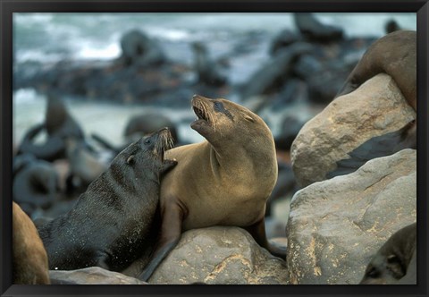 Framed Namibia, Cape Cross Seal Reserve, Two Fur Seals on rocks Print