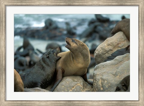 Framed Namibia, Cape Cross Seal Reserve, Two Fur Seals on rocks Print
