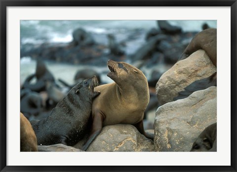 Framed Namibia, Cape Cross Seal Reserve, Two Fur Seals on rocks Print