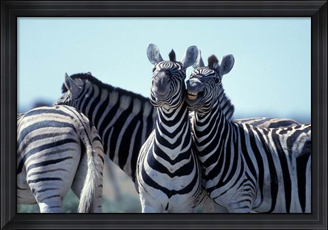 Framed Plains Zebra Side By Side, Etosha National Park, Namibia Print