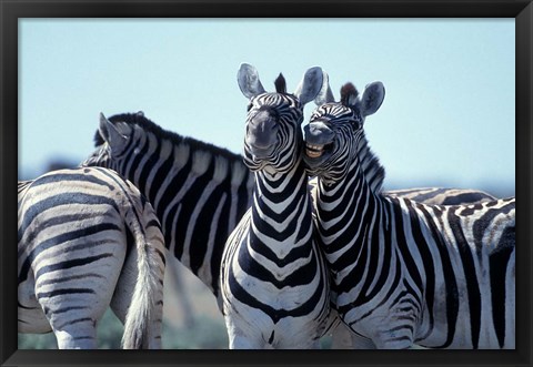 Framed Plains Zebra Side By Side, Etosha National Park, Namibia Print