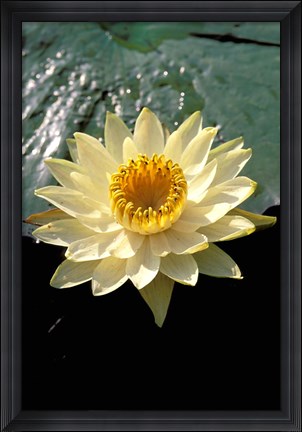 Framed Night Lily, Okavango Delta, Botswana Print