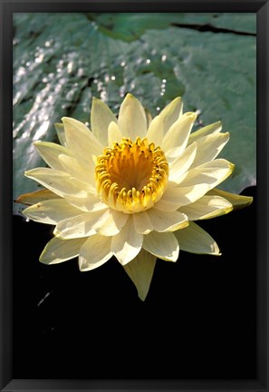 Framed Night Lily, Okavango Delta, Botswana Print