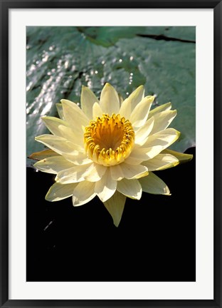 Framed Night Lily, Okavango Delta, Botswana Print