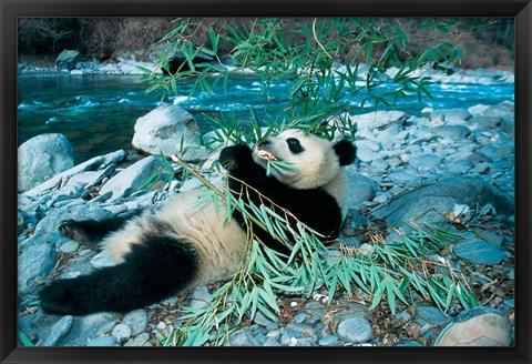 Framed Panda Eating Bamboo by Riverbank, Wolong, Sichuan, China Print