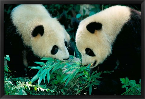 Framed Pandas Eating Bamboo, Wolong, Sichuan, China Print