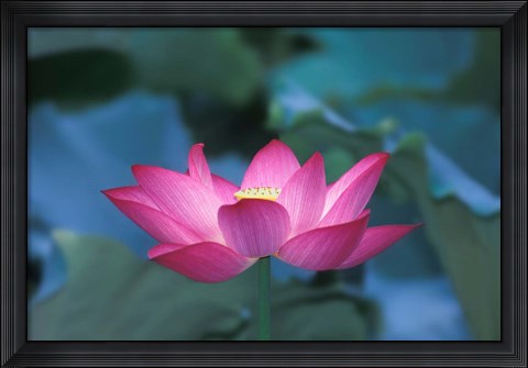 Framed Red Lotus Flower, Hangzhou, Zhejiang Province, China Print