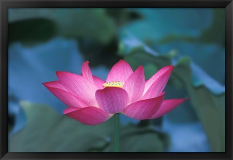 Framed Red Lotus Flower, Hangzhou, Zhejiang Province, China Print