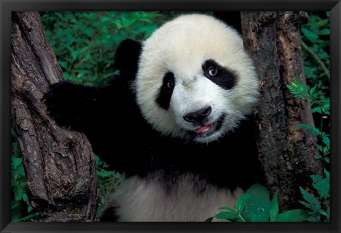 Framed Panda Cub with Tree, Wolong, Sichuan Province, China Print