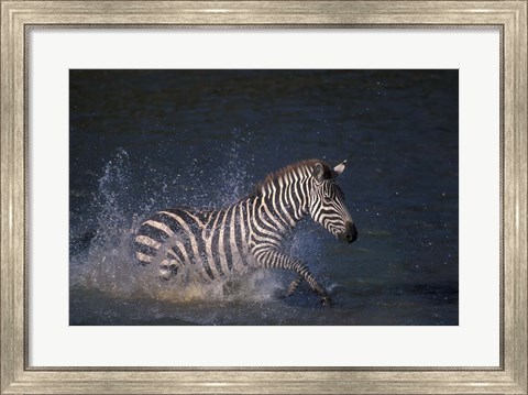 Framed Plains Zebras Splash Through Mara River, Masai Mara Game Reserve, Kenya Print