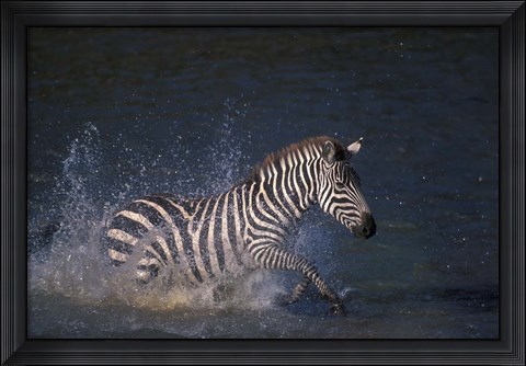 Framed Plains Zebras Splash Through Mara River, Masai Mara Game Reserve, Kenya Print