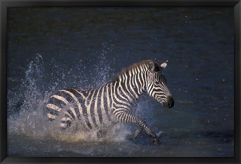 Framed Plains Zebras Splash Through Mara River, Masai Mara Game Reserve, Kenya Print