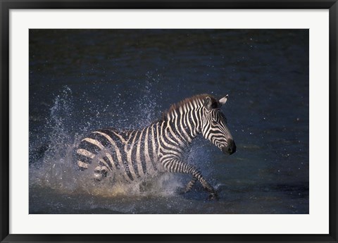 Framed Plains Zebras Splash Through Mara River, Masai Mara Game Reserve, Kenya Print