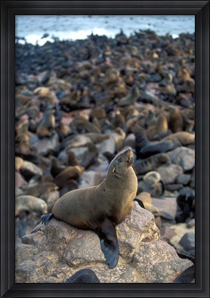 Framed Namibia, Cape Cross Seal Reserve, Fur Seals on shore Print
