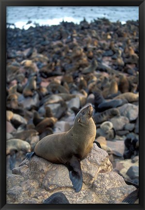 Framed Namibia, Cape Cross Seal Reserve, Fur Seals on shore Print