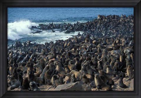 Framed Namibia, Cape Cross Seal Reserve, Group of Fur Seals Print