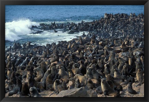 Framed Namibia, Cape Cross Seal Reserve, Group of Fur Seals Print