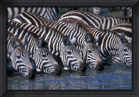 Framed Plains Zebra Herd Drinking, Telek River, Masai Mara Game Reserve, Kenya Print