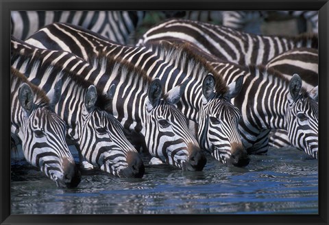 Framed Plains Zebra Herd Drinking, Telek River, Masai Mara Game Reserve, Kenya Print