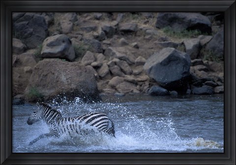 Framed Plains Zebra Crossing Mara River, Serengeti Migration, Masai Mara Game Reserve, Kenya Print