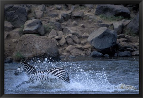 Framed Plains Zebra Crossing Mara River, Serengeti Migration, Masai Mara Game Reserve, Kenya Print