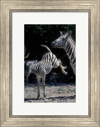 Framed Plains Zebra Kicks, Etosha National Park, Namibia Print