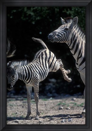 Framed Plains Zebra Kicks, Etosha National Park, Namibia Print