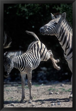 Framed Plains Zebra Kicks, Etosha National Park, Namibia Print