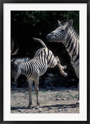 Framed Plains Zebra Kicks, Etosha National Park, Namibia Print