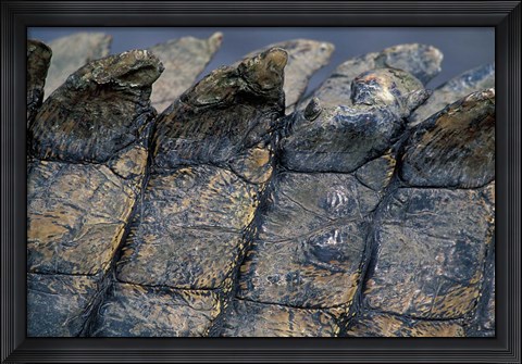 Framed Nile Crocodile, Masai Mara Game Reserve, Kenya Print