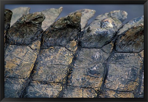 Framed Nile Crocodile, Masai Mara Game Reserve, Kenya Print