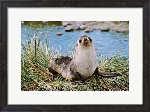 Framed Portrait of young bull, Kerguelen Fur Seal, Antarctic Fur Seal, South Georgia Print